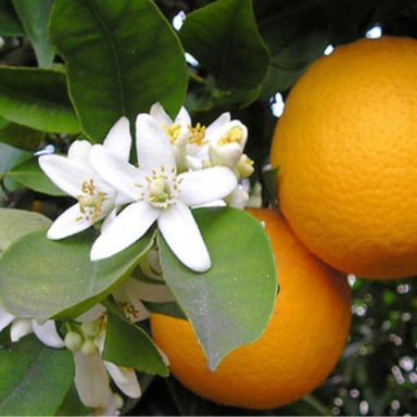 Los Azares inundan con su perfume el aire de Valencia