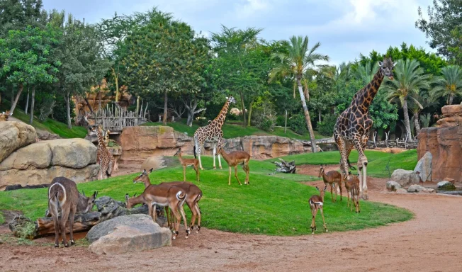 Bioparc Bioparc en la ciudad de Valencia